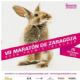 Este domingo, no te pierdas la Maratón Internacional de Zaragoza [Gran Premio Ibercaja] y una prueba corta de 10k