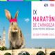 Este domingo, no te pierdas la Maratón «Ciudad de Zaragoza», Gran Premio Ibercaja, y su prueba corta de 10k