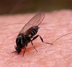 Precauciones para evitar las picaduras de la mosca negra