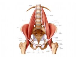 Contractura del psoas-ilíaco, músculo situado en la cadera