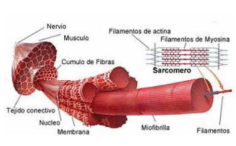 Tipos de fibras musculares y su vinculación con el deporte