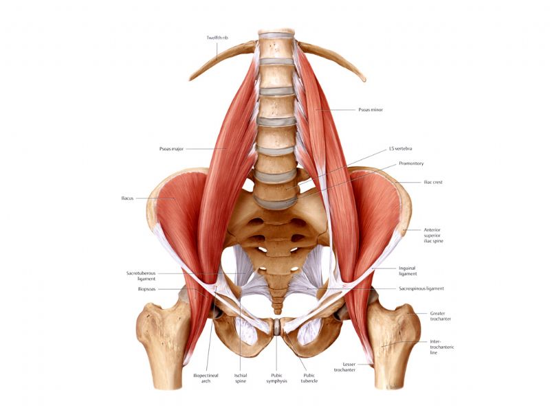 Contractura del psoas-ilíaco, músculo situado en la cadera